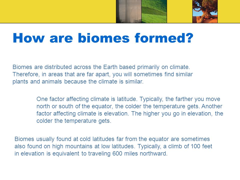 How are biomes formed