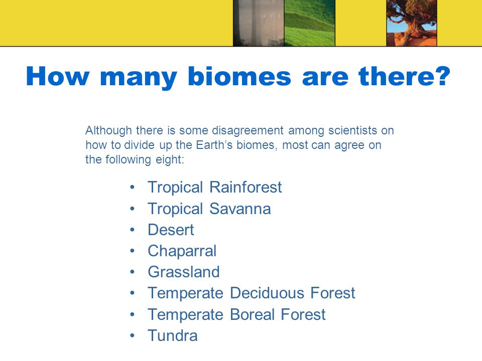 How many biomes are there