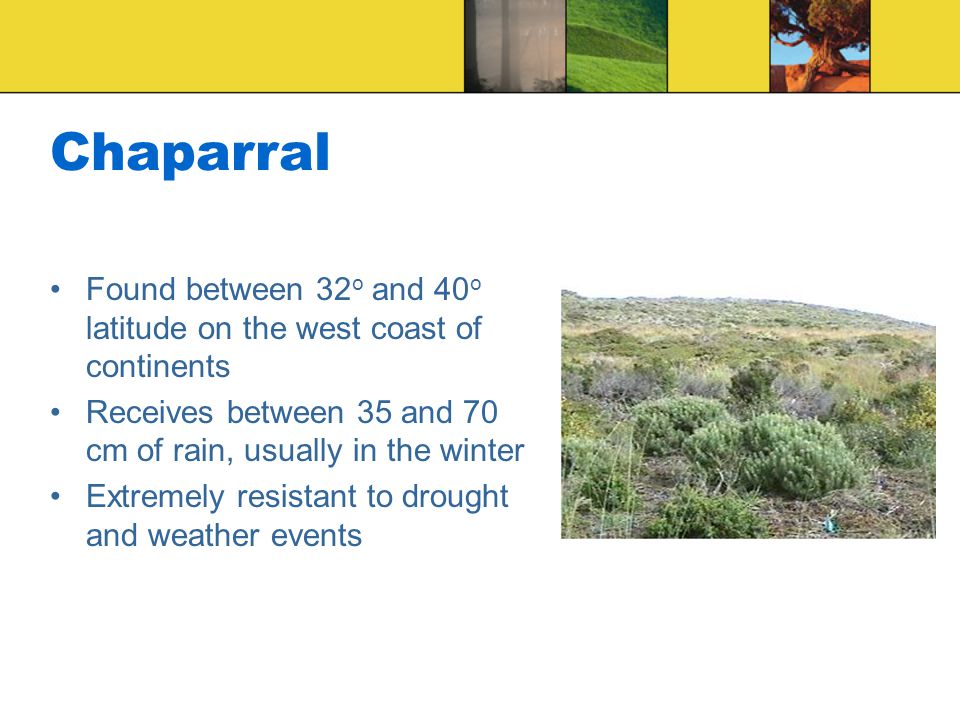 Chaparral Found between 32o and 40o latitude on the west coast of continents. Receives between 35 and 70 cm of rain, usually in the winter.