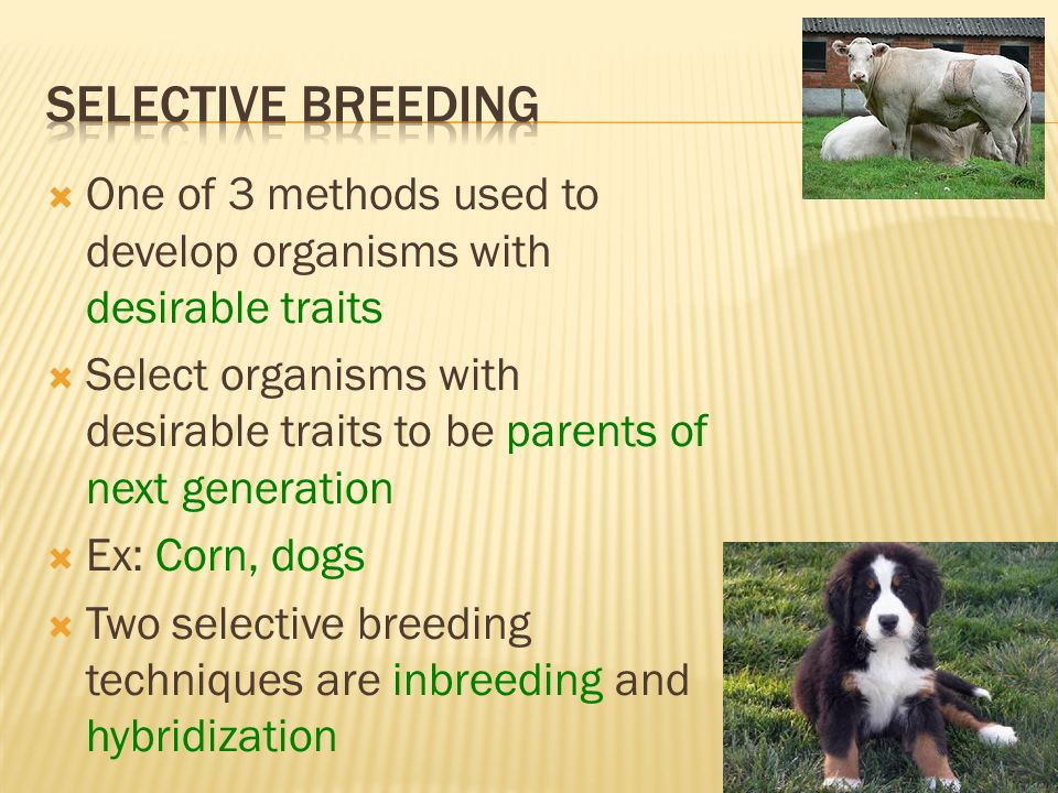 Selective Breeding One of 3 methods used to develop organisms with desirable traits.