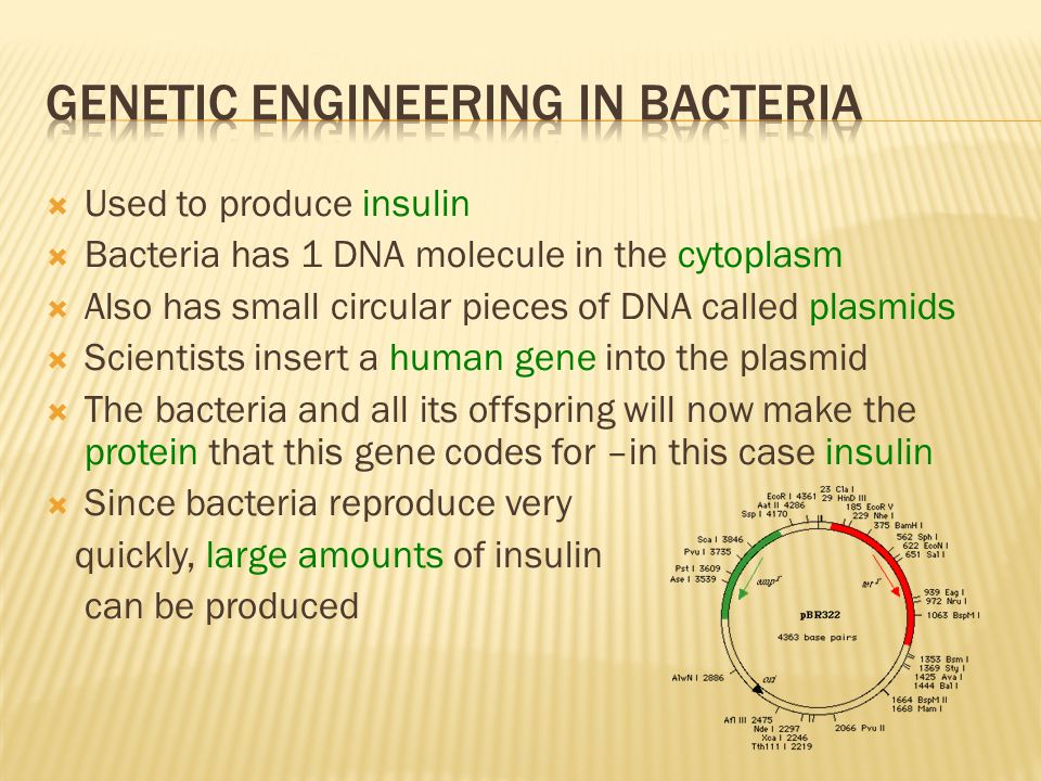 Genetic Engineering in Bacteria