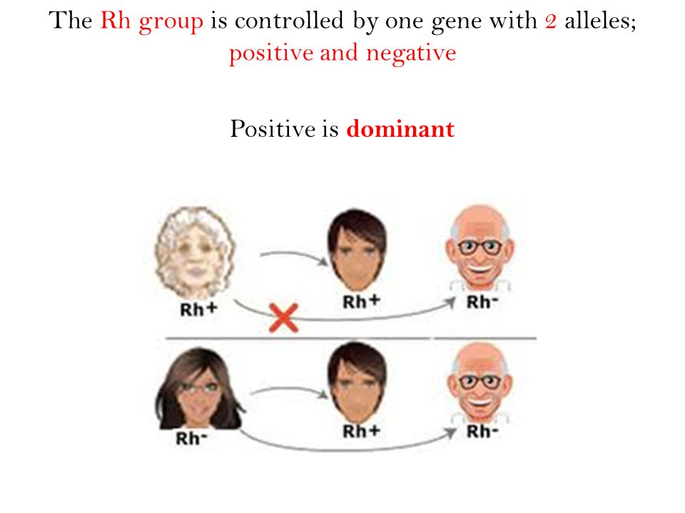 The Rh group is controlled by one gene with 2 alleles; positive and negative