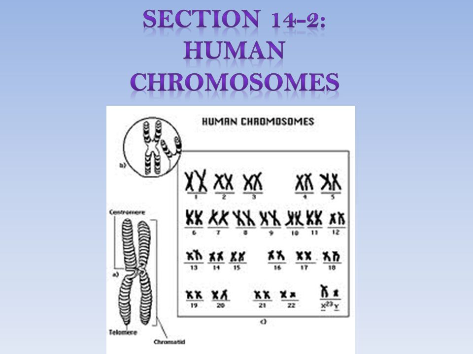 Section 14-2: Human Chromosomes