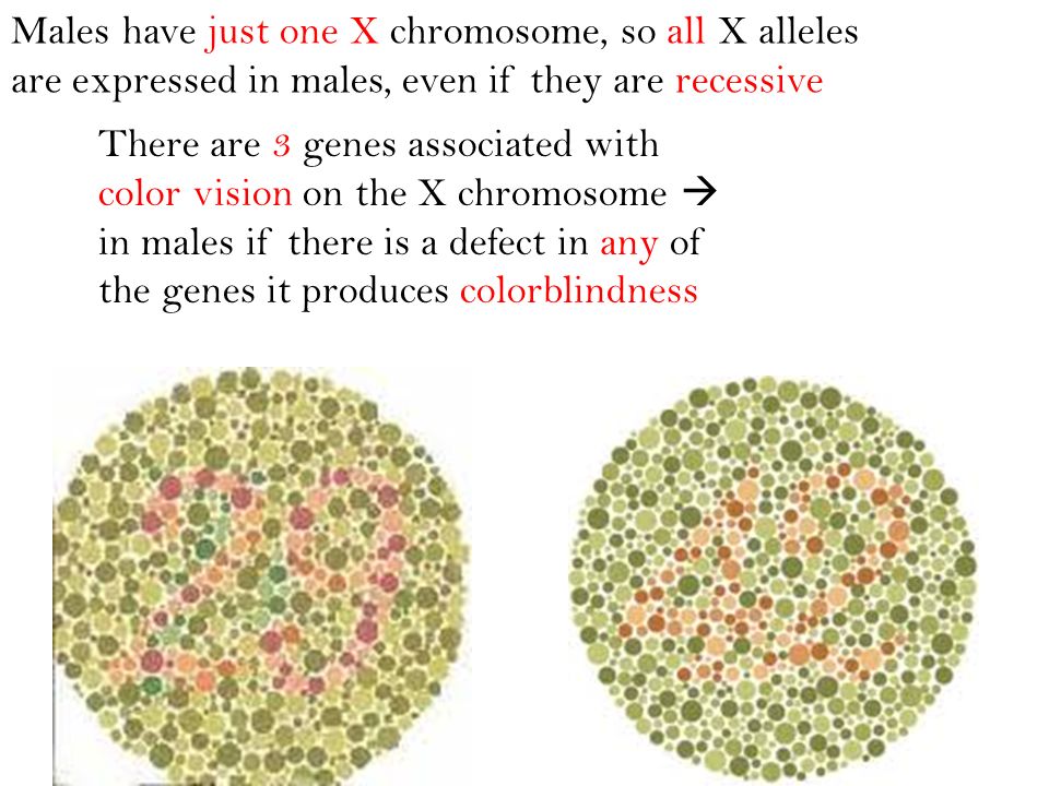 Males have just one X chromosome, so all X alleles are expressed in males, even if they are recessive