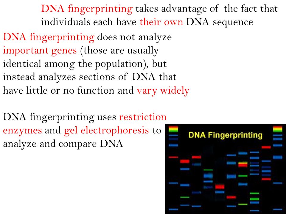 DNA fingerprinting takes advantage of the fact that individuals each have their own DNA sequence