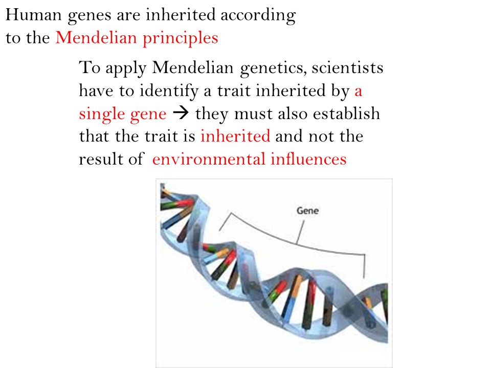 Human genes are inherited according to the Mendelian principles