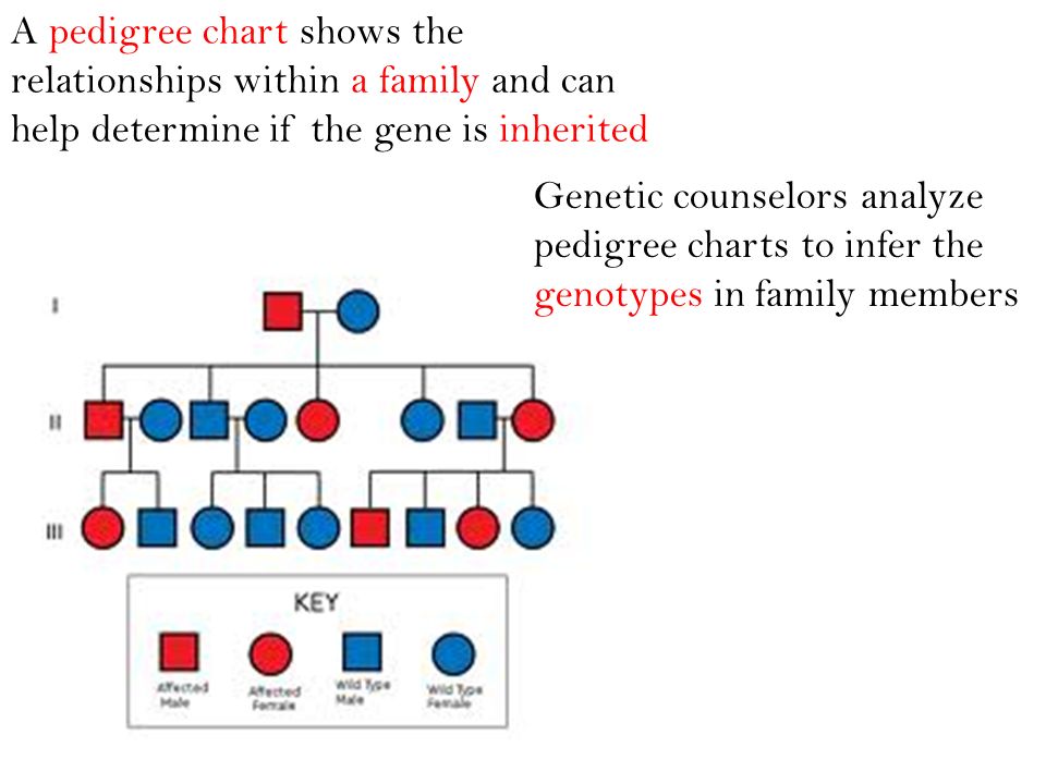 A pedigree chart shows the relationships within a family and can help determine if the gene is inherited