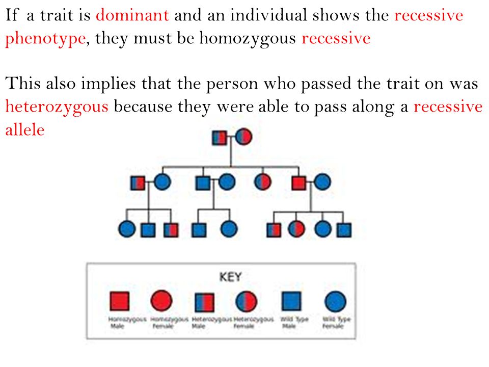 If a trait is dominant and an individual shows the recessive phenotype, they must be homozygous recessive