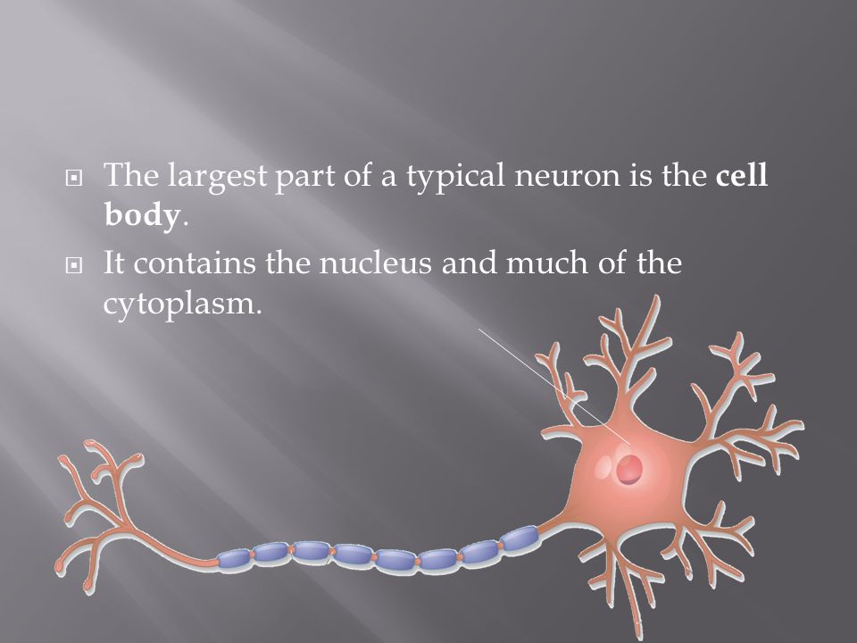 The largest part of a typical neuron is the cell body.