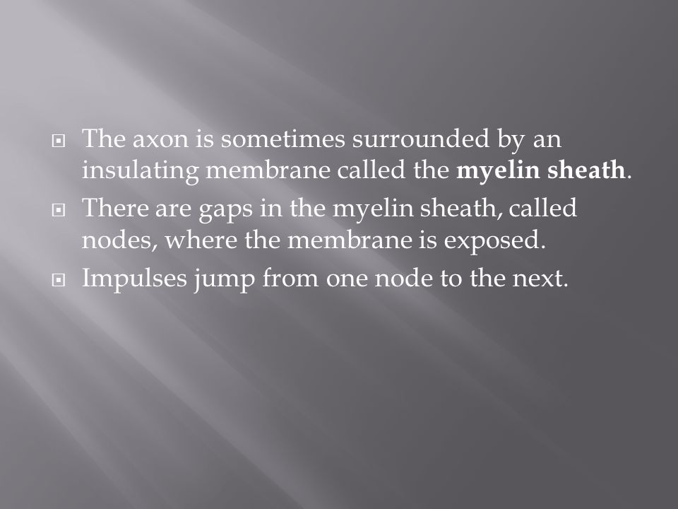The axon is sometimes surrounded by an insulating membrane called the myelin sheath.