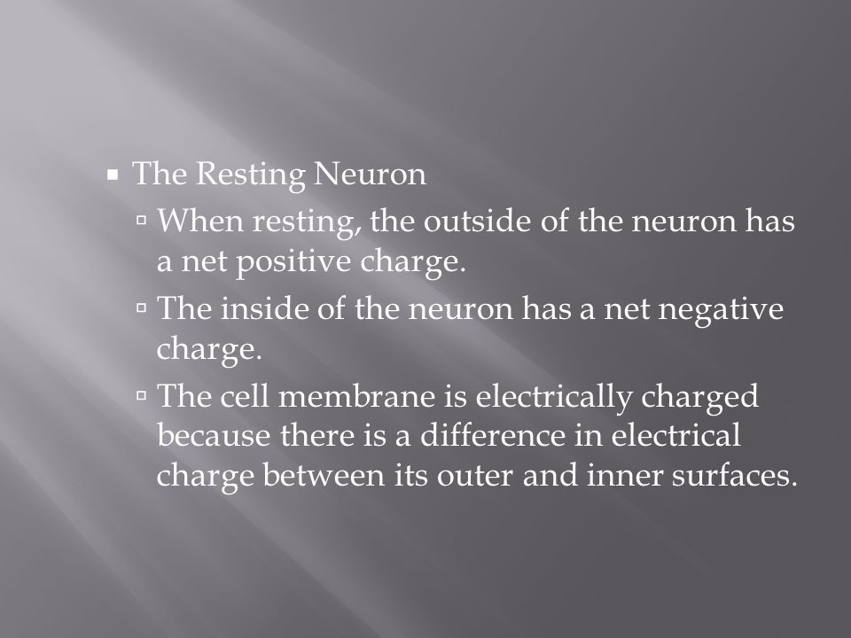 The Resting Neuron When resting, the outside of the neuron has a net positive charge. The inside of the neuron has a net negative charge.