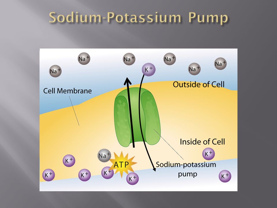 Sodium-Potassium Pump