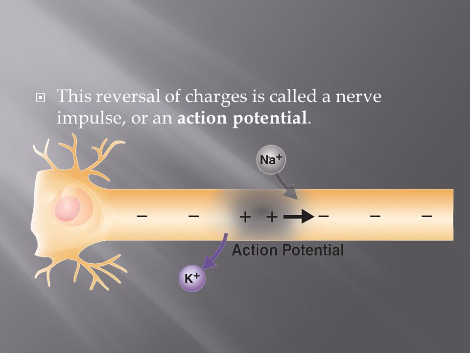 This reversal of charges is called a nerve impulse, or an action potential.