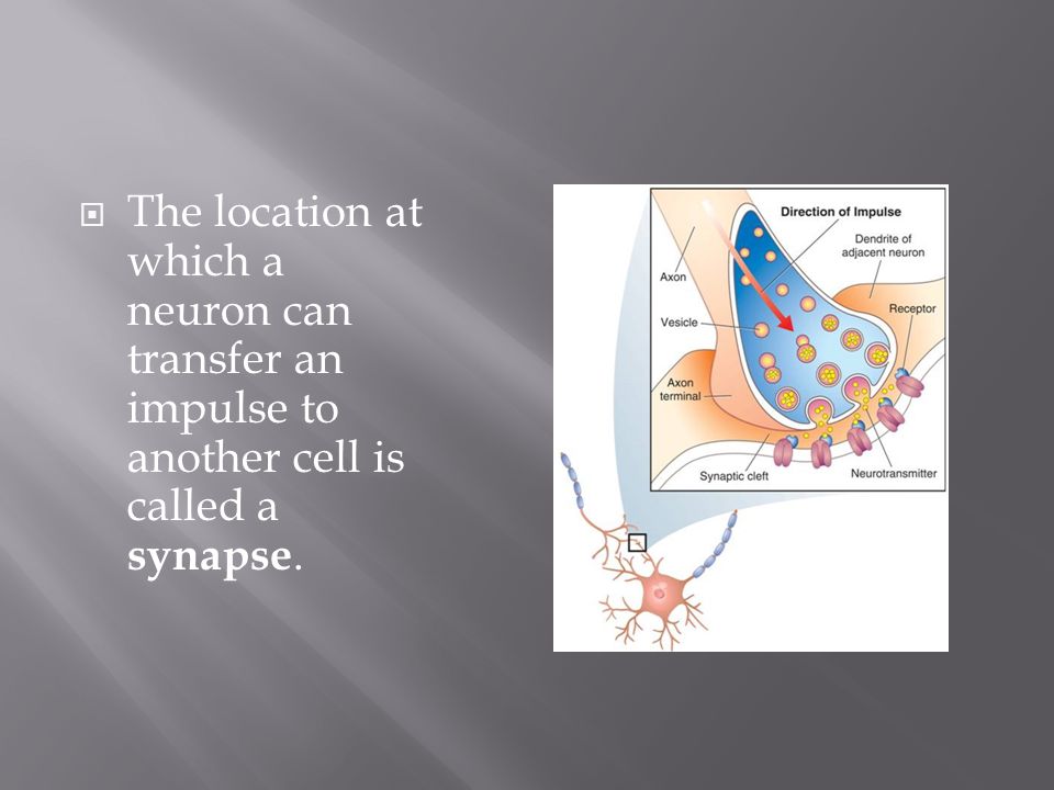 The location at which a neuron can transfer an impulse to another cell is called a synapse.