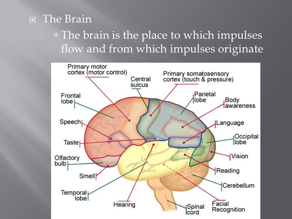 The Brain The brain is the place to which impulses flow and from which impulses originate
