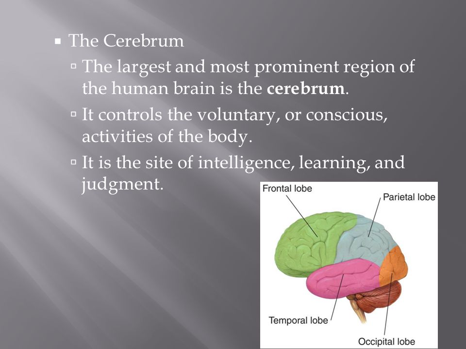 The Cerebrum The largest and most prominent region of the human brain is the cerebrum.