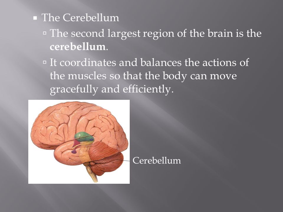 The second largest region of the brain is the cerebellum.
