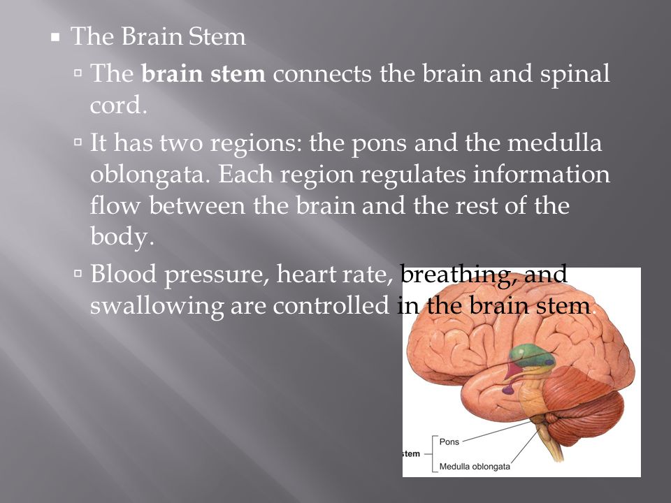 The Brain Stem The brain stem connects the brain and spinal cord.