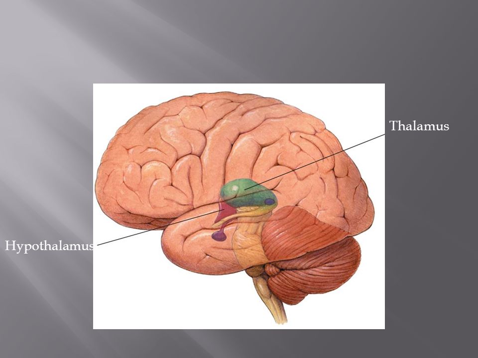 Thalamus Hypothalamus
