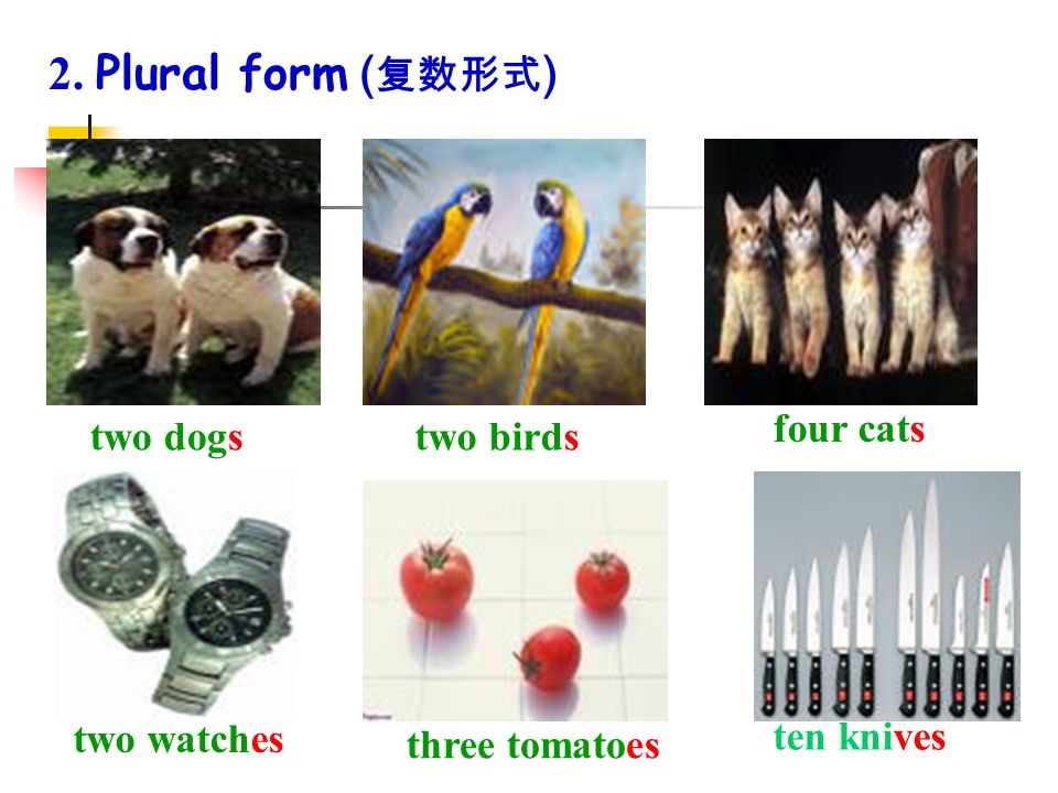 2. Plural form (复数形式) four cats two dogs two birds two watches