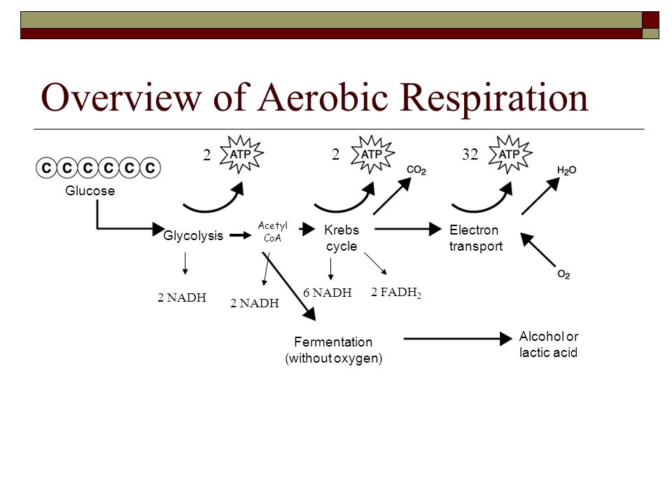 cellular respiration and fermentation