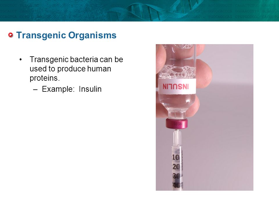 Transgenic Organisms Transgenic bacteria can be used to produce human proteins. Example: Insulin.