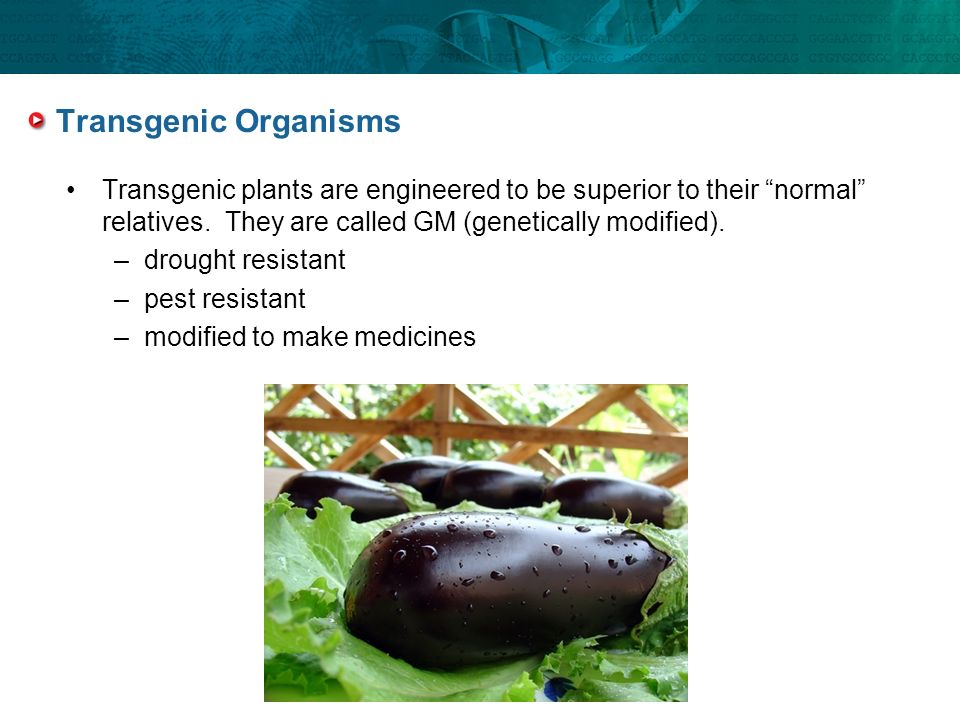 Transgenic Organisms Transgenic plants are engineered to be superior to their normal relatives. They are called GM (genetically modified).