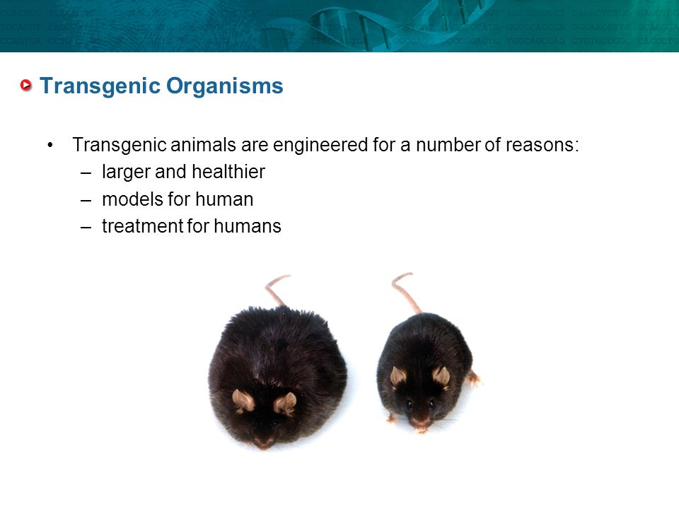 Transgenic Organisms Transgenic animals are engineered for a number of reasons: larger and healthier.
