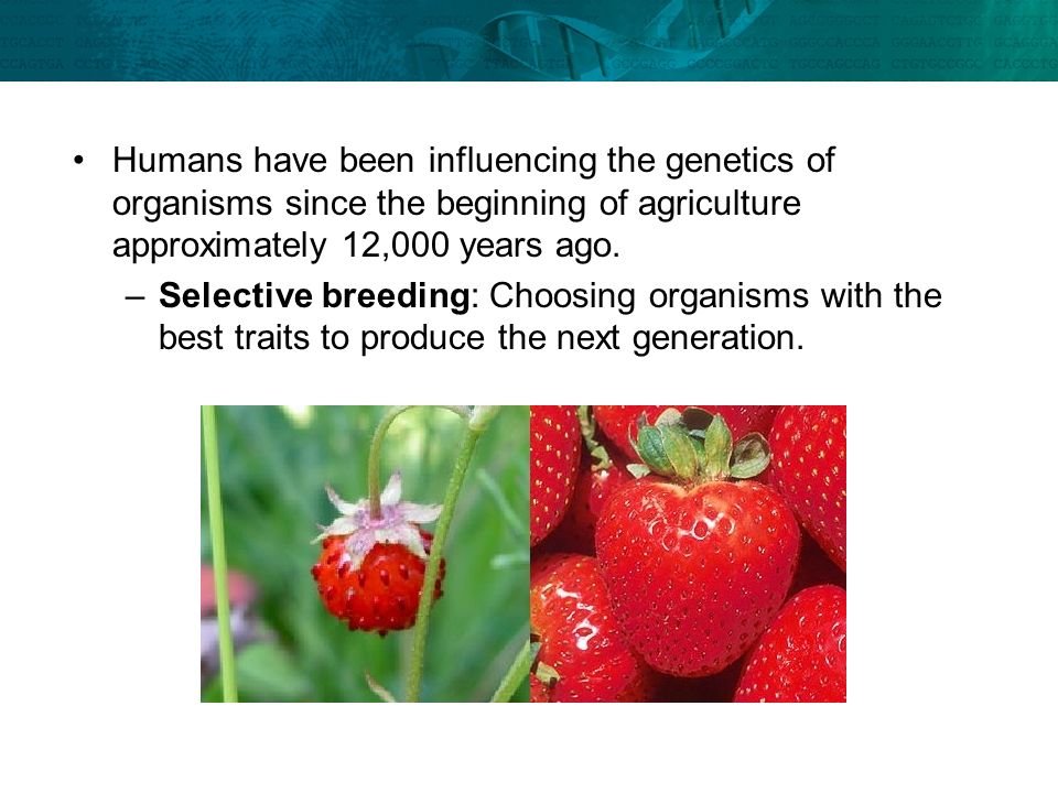 Humans have been influencing the genetics of organisms since the beginning of agriculture approximately 12,000 years ago.