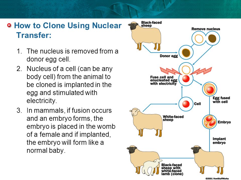 How to Clone Using Nuclear Transfer: