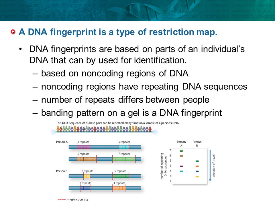 A DNA fingerprint is a type of restriction map.