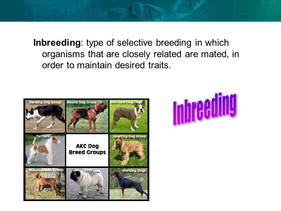 Inbreeding: type of selective breeding in which organisms that are closely related are mated, in order to maintain desired traits.