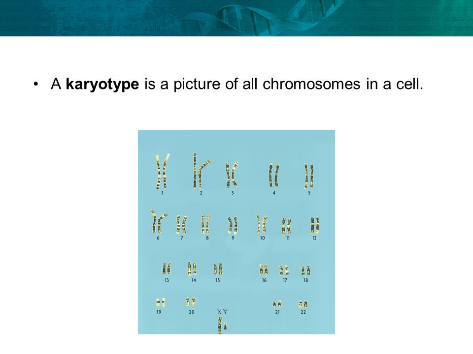 A karyotype is a picture of all chromosomes in a cell.