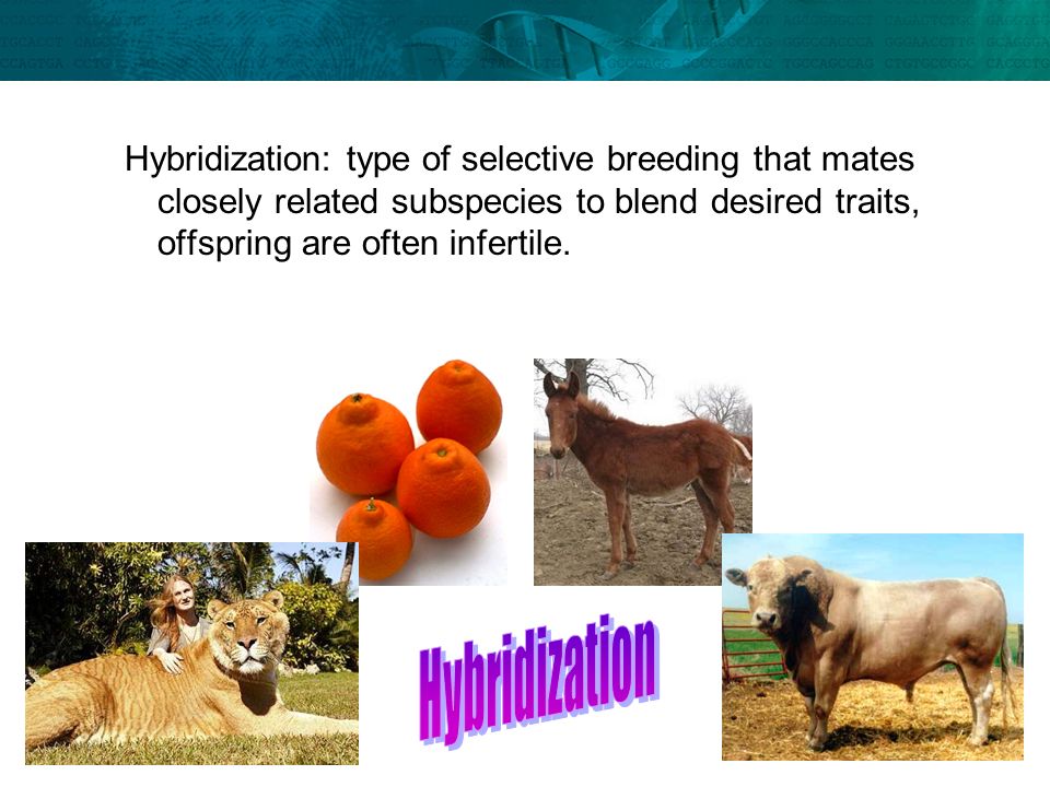 Hybridization: type of selective breeding that mates closely related subspecies to blend desired traits, offspring are often infertile.