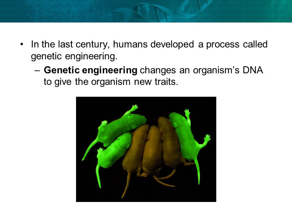 In the last century, humans developed a process called genetic engineering.