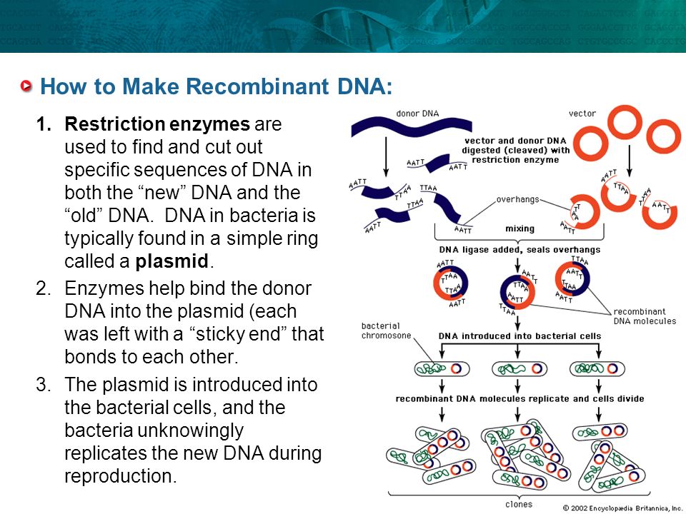 How to Make Recombinant DNA:
