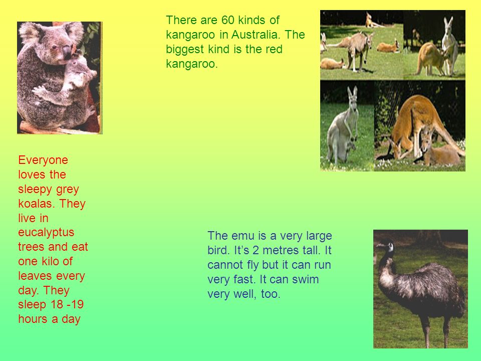 There are 60 kinds of kangaroo in Australia