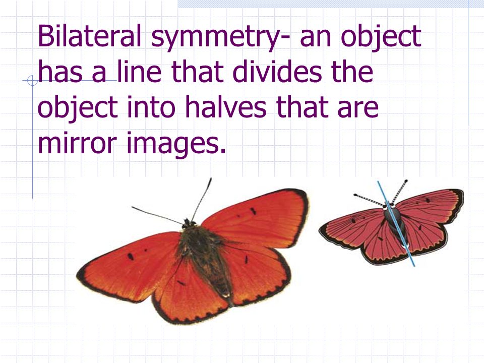 Bilateral symmetry- an object has a line that divides the object into halves that are mirror images.