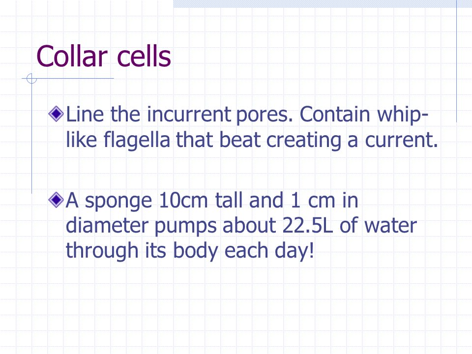 Collar cells Line the incurrent pores. Contain whip-like flagella that beat creating a current.