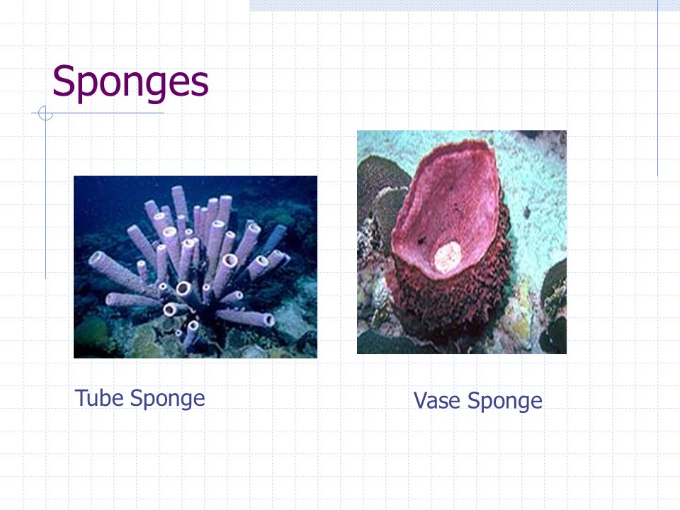 Sponges Tube Sponge Vase Sponge