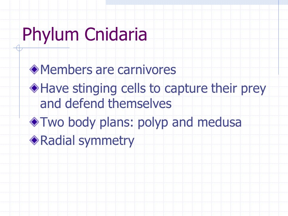 Phylum Cnidaria Members are carnivores