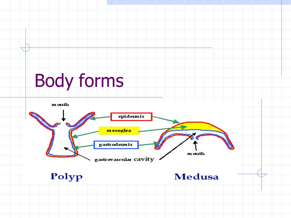Body forms