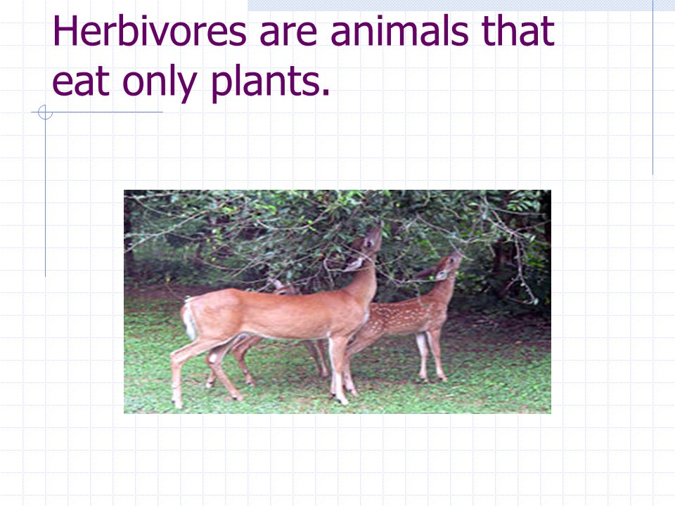 Herbivores are animals that eat only plants.