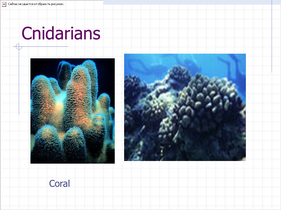 Cnidarians Coral