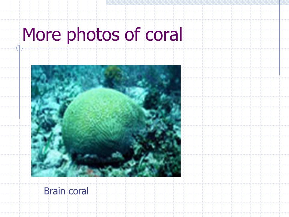 More photos of coral Brain coral