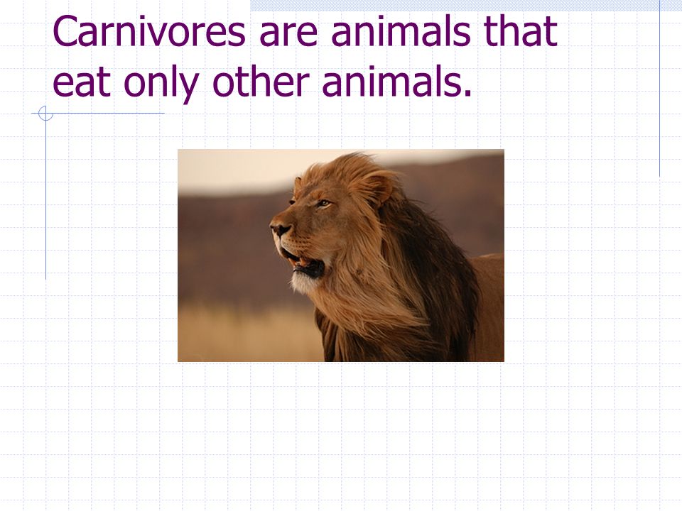 Carnivores are animals that eat only other animals.
