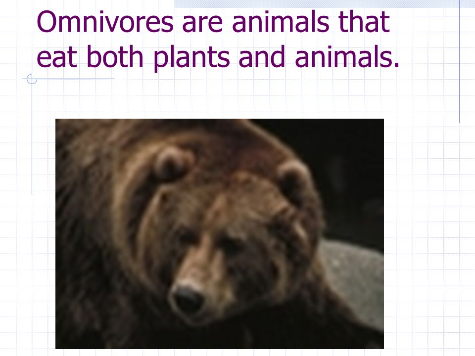 Omnivores are animals that eat both plants and animals.