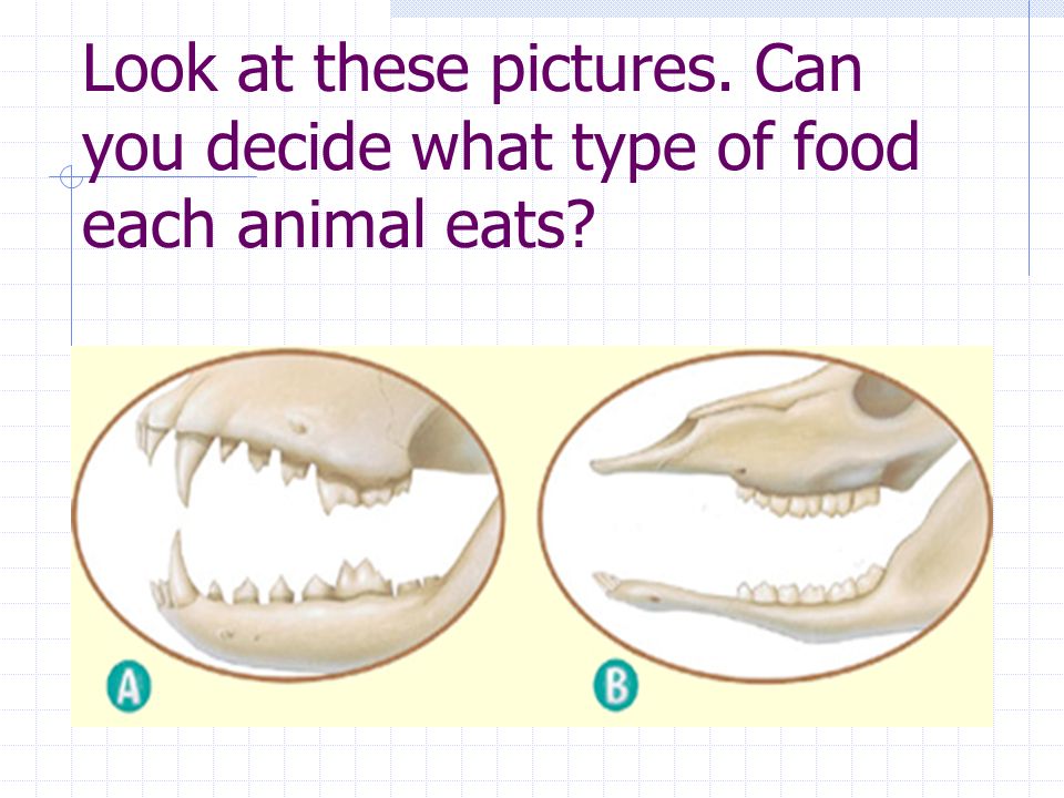 Look at these pictures. Can you decide what type of food each animal eats