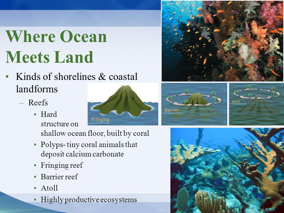 Where Ocean Meets Land Kinds of shorelines & coastal landforms Reefs