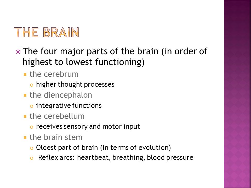 The Brain The four major parts of the brain (in order of highest to lowest functioning) the cerebrum.